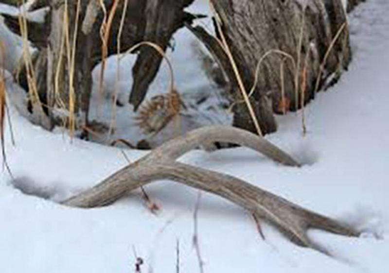 Hunting Antler Sheds - Alabama Cooperative Extension System