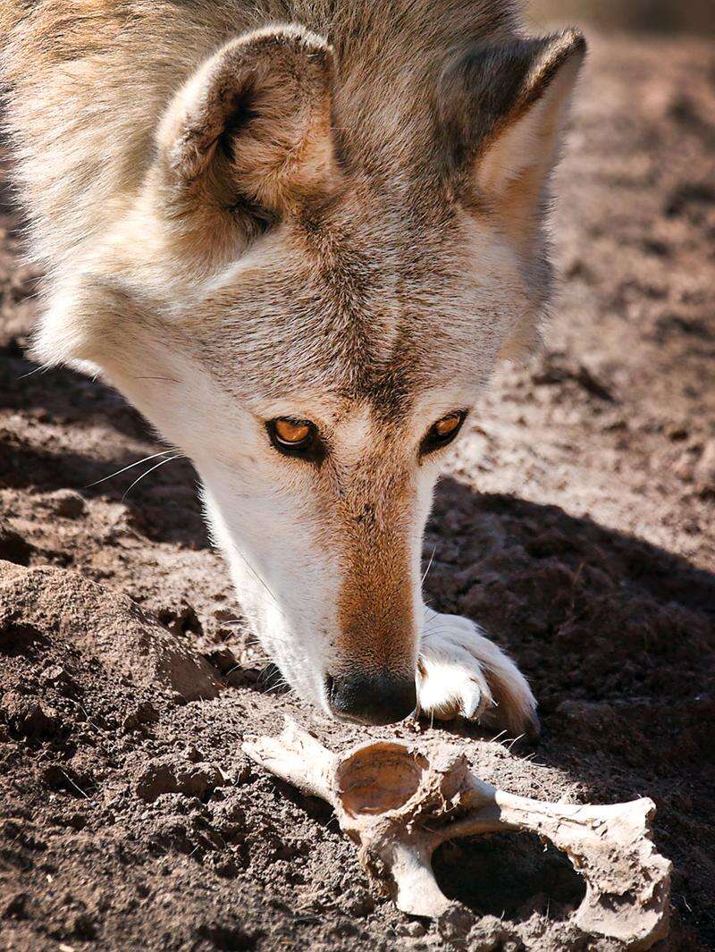Wolfwood dog rescue on sale