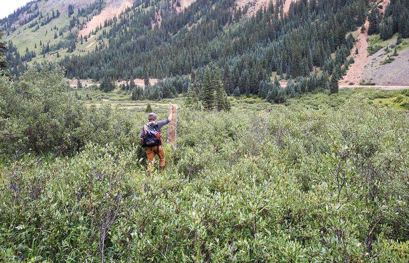 Researchers Investigate Rare Iron Fen Outside Silverton The Durango Herald