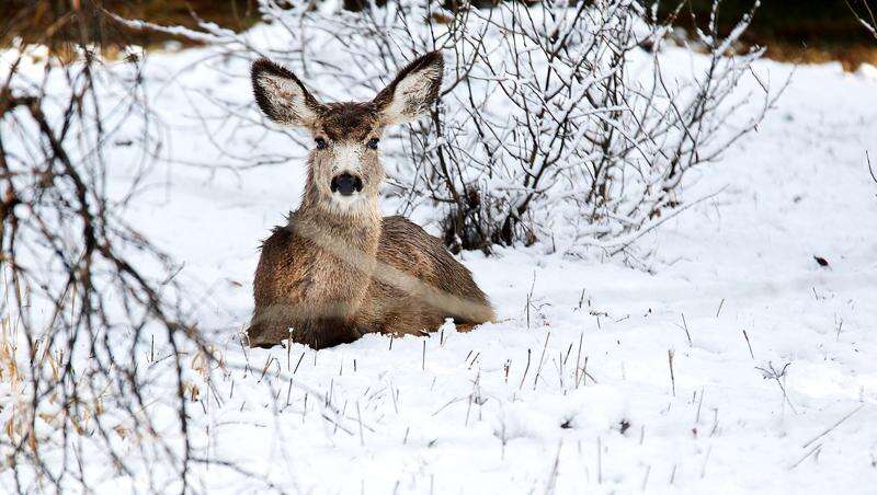 Snow on the Hoof: How Deer, Elk and Other Western Wildlife Cope in Harsh  Winters - Cool Green Science