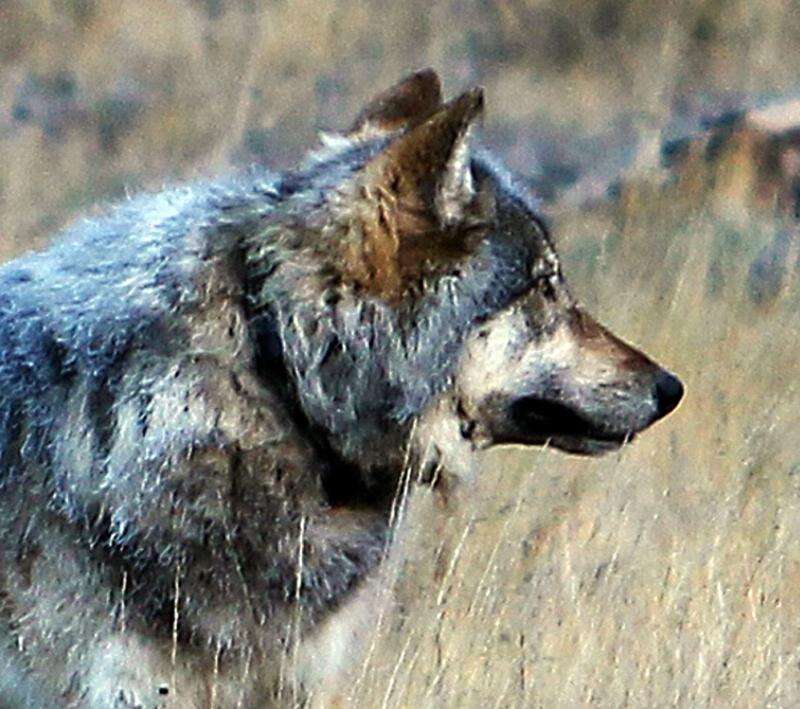 70 cheap wolf dog