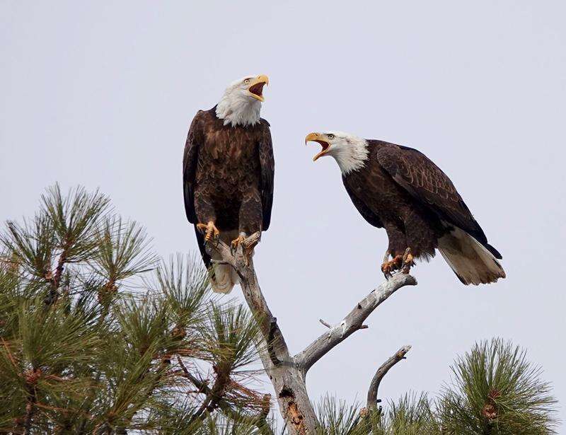 Hinterland Who's Who - Bald Eagle