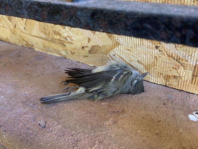 Massive bird die-off 'is an alarm' according to NMSU researcher