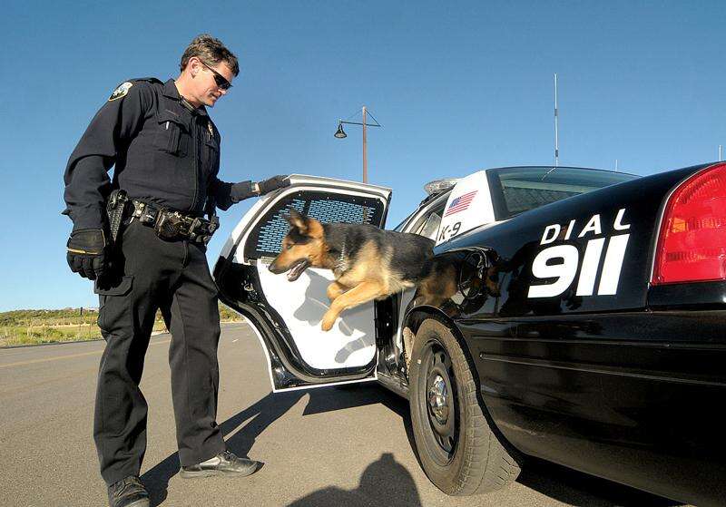 german shepherd police dog in action