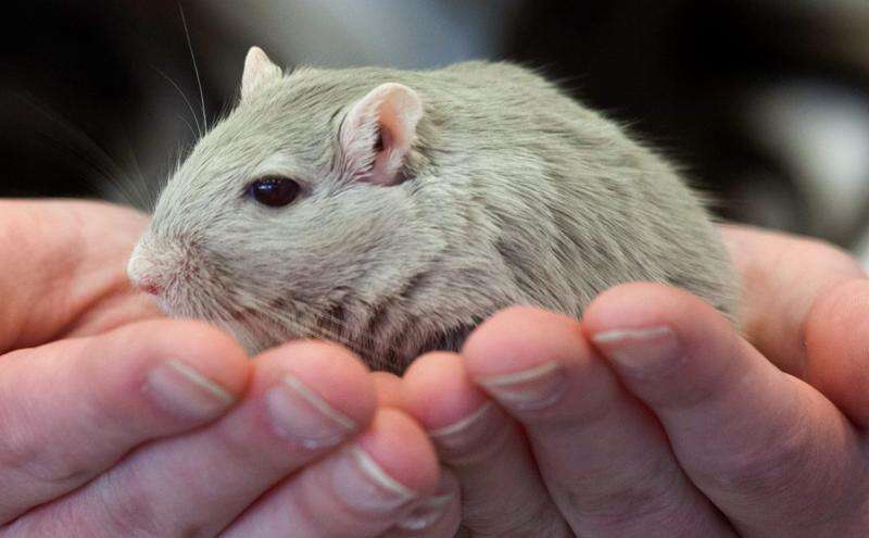 Gerbil stuff shop