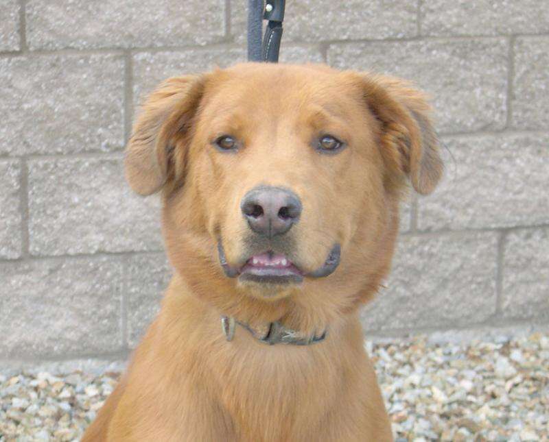 adult chow chow lab mix