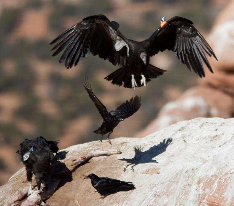 california crow hunting