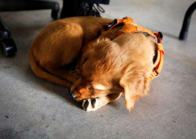 VIDEO: College students rescue dog buried in Colorado avalanche