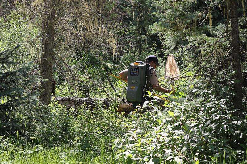 Return of the native Colorado River cutthroat trout – The Durango