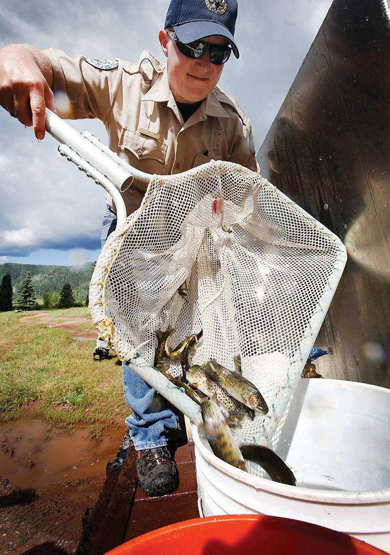 Colorado Fishing Network: White River Cutthroat