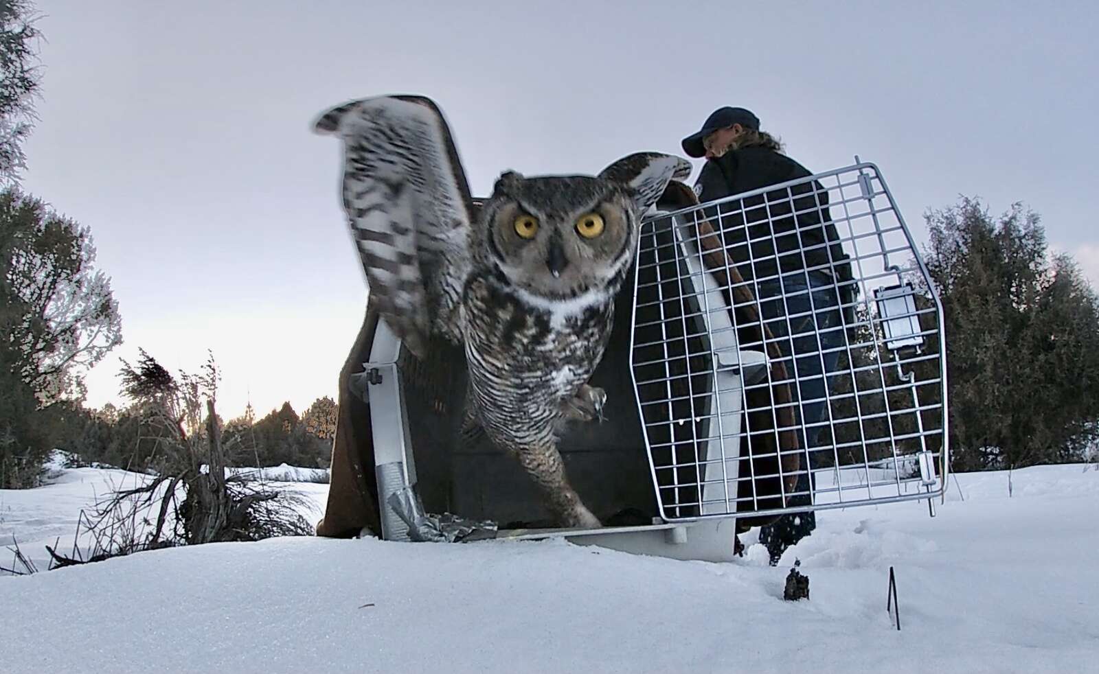 great horned owl eating cat