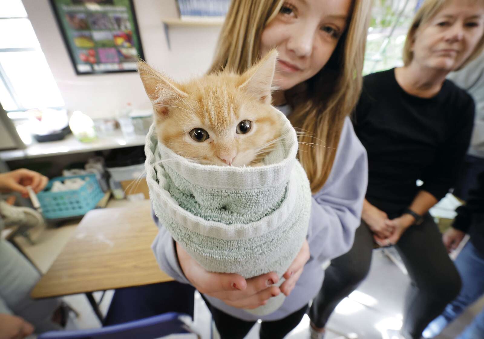 Kitten burrito sales