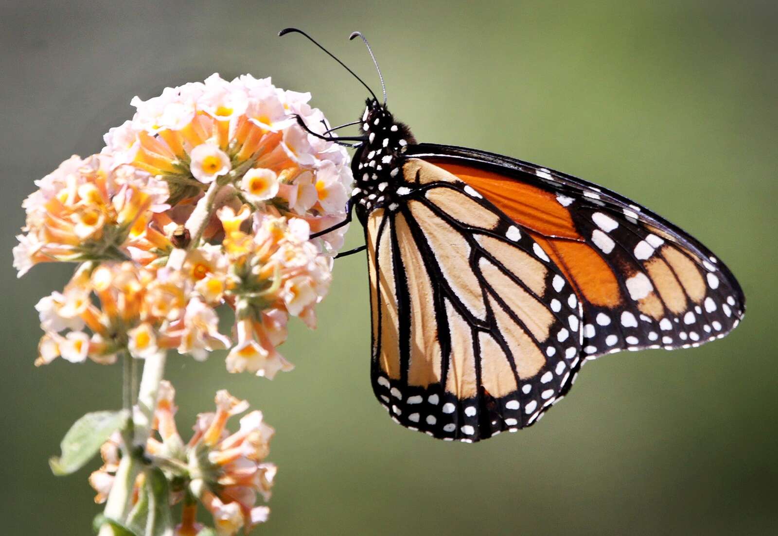 Monarch Butterfly Placed On International Endangered Species List, But  Might It Be Making A Comeback – The Durango Herald
