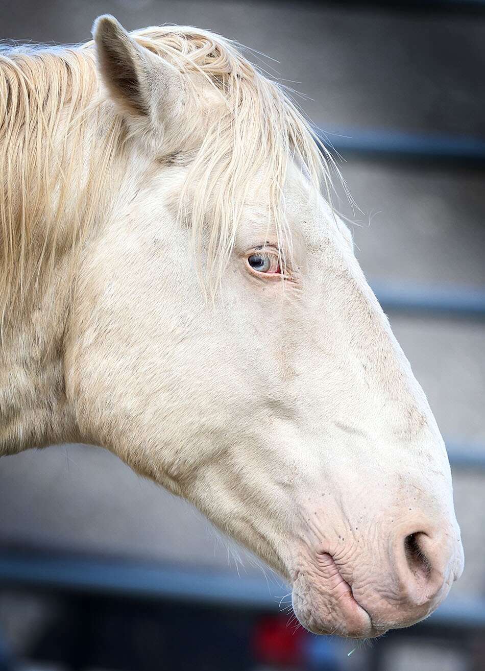 white wild horses