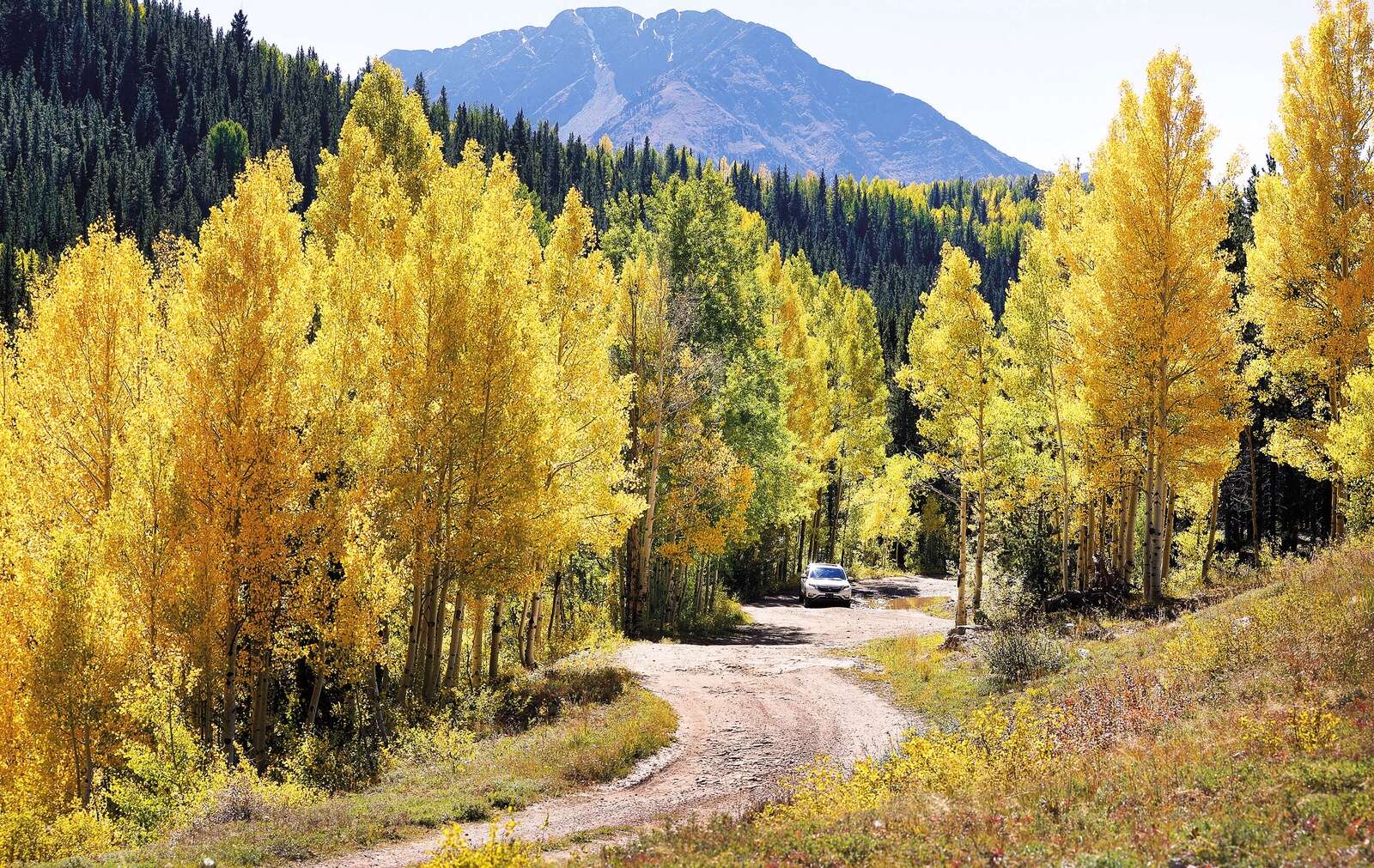 $22 million worth of trees are coming to Colorado – The Durango Herald