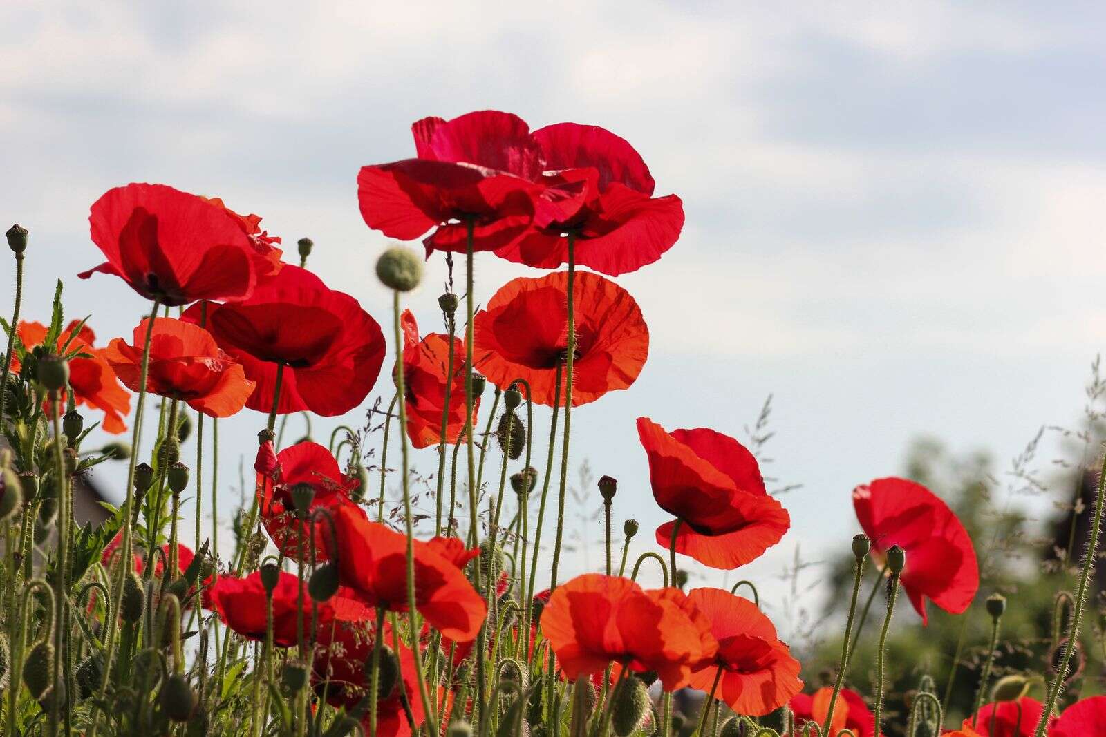 Flanders Field Poppy