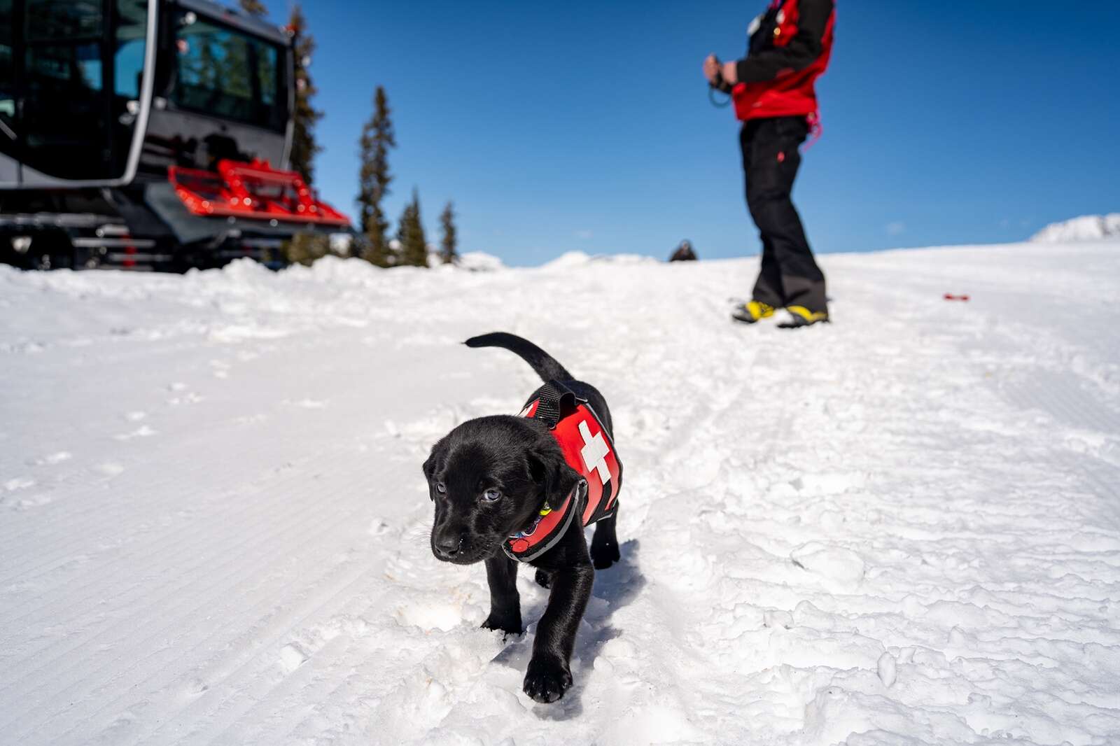 A day in the life of a Colorado avalanche dog