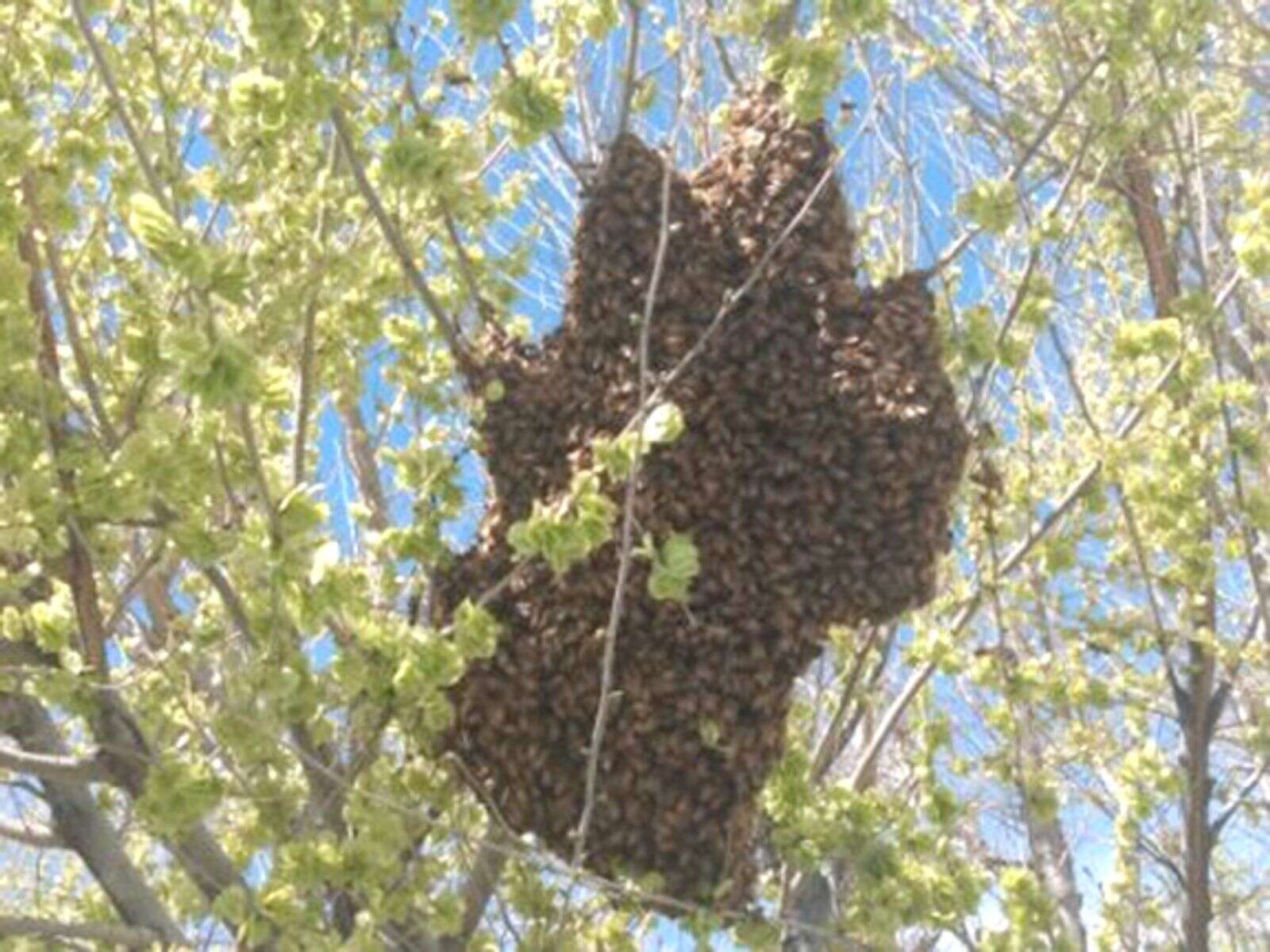 bees swarm