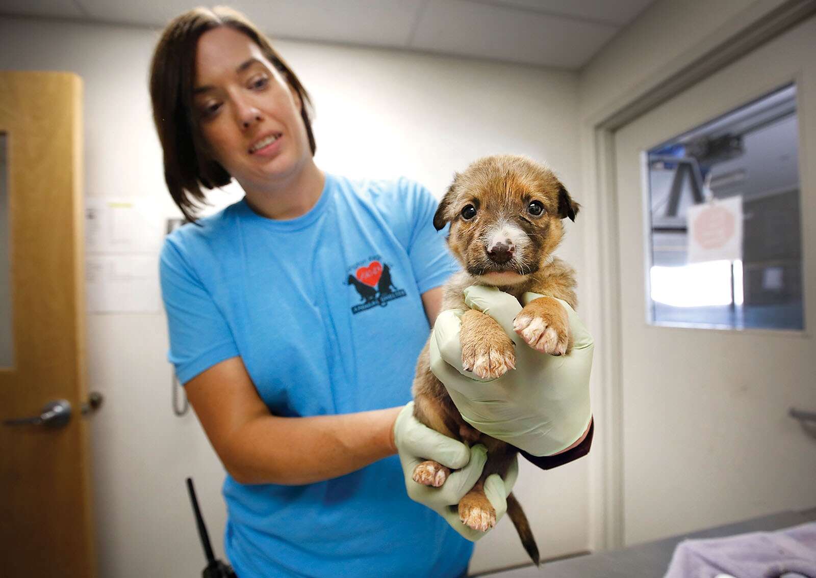 Farmington Animal Shelter needs foster homes as kennel population
