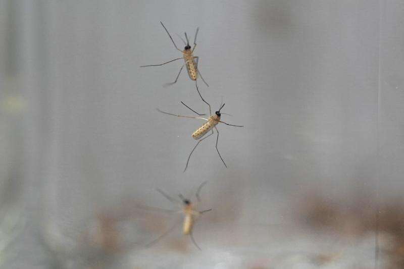 What to look for in mosquito repellents The TriCity Record