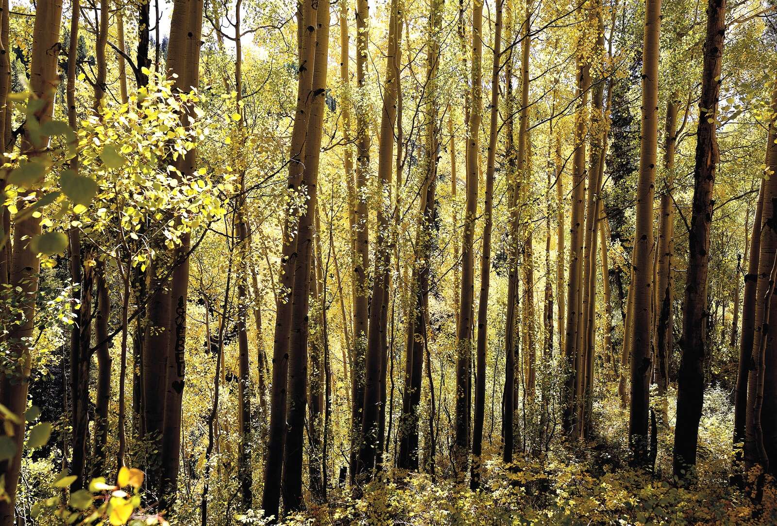 $22 million worth of trees are coming to Colorado – The Durango Herald