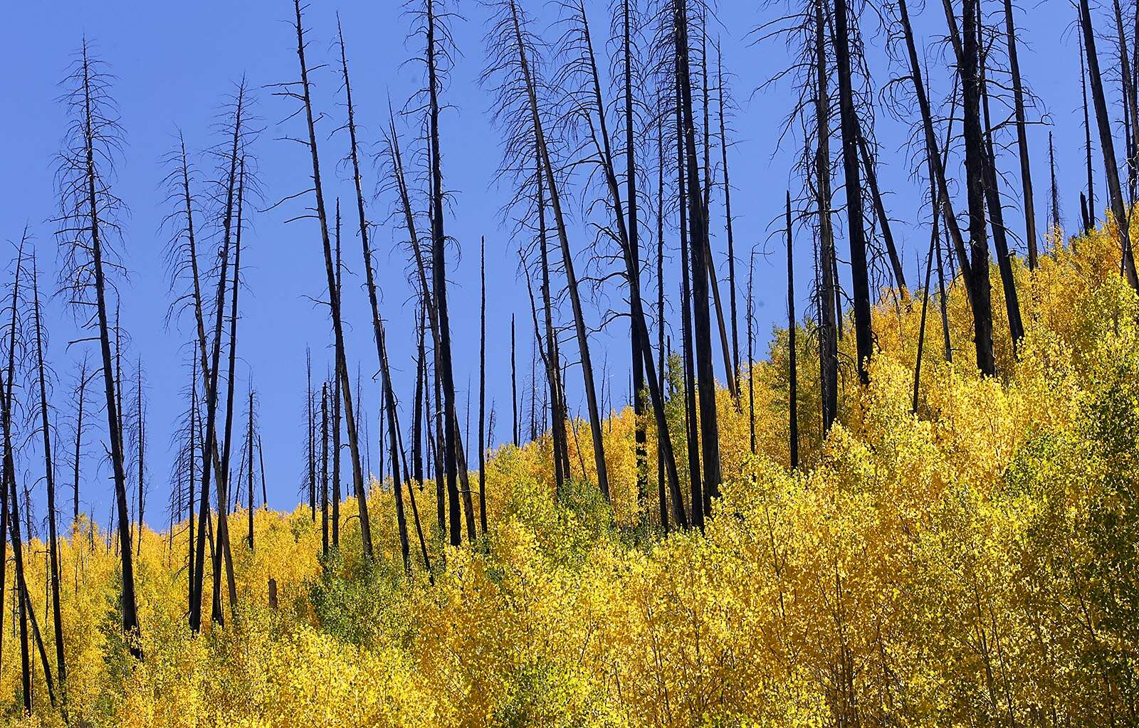 $22 million worth of trees are coming to Colorado – The Durango Herald