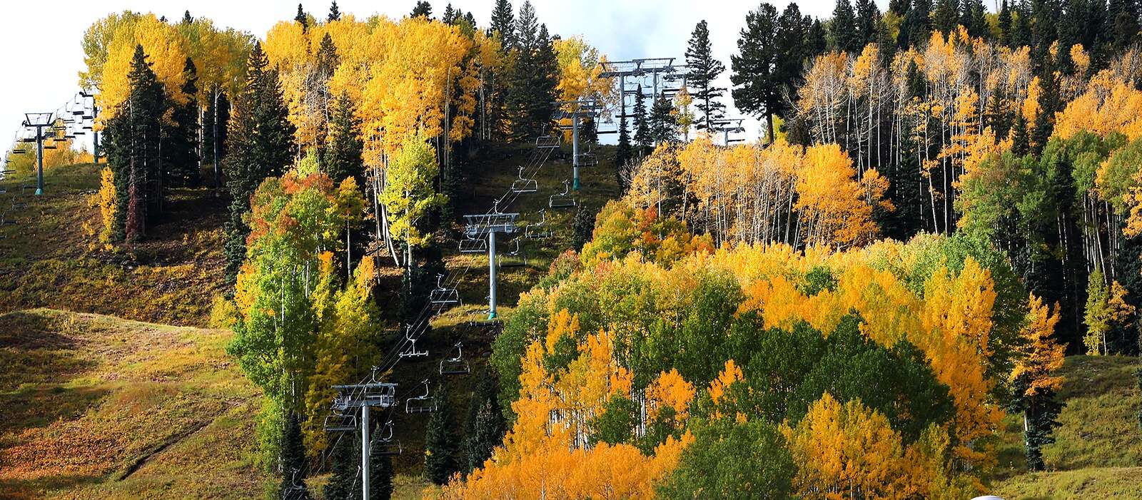 $22 million worth of trees are coming to Colorado – The Durango Herald