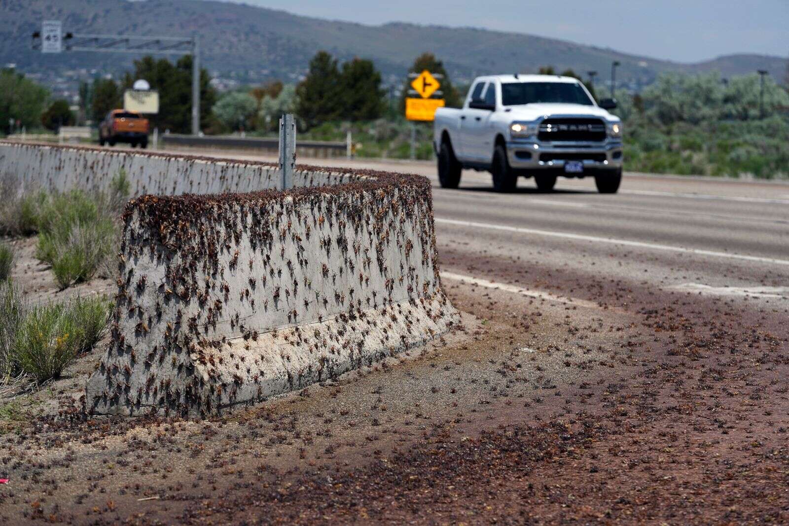 Bloodred crickets invade Nevada town; residents fight back with brooms