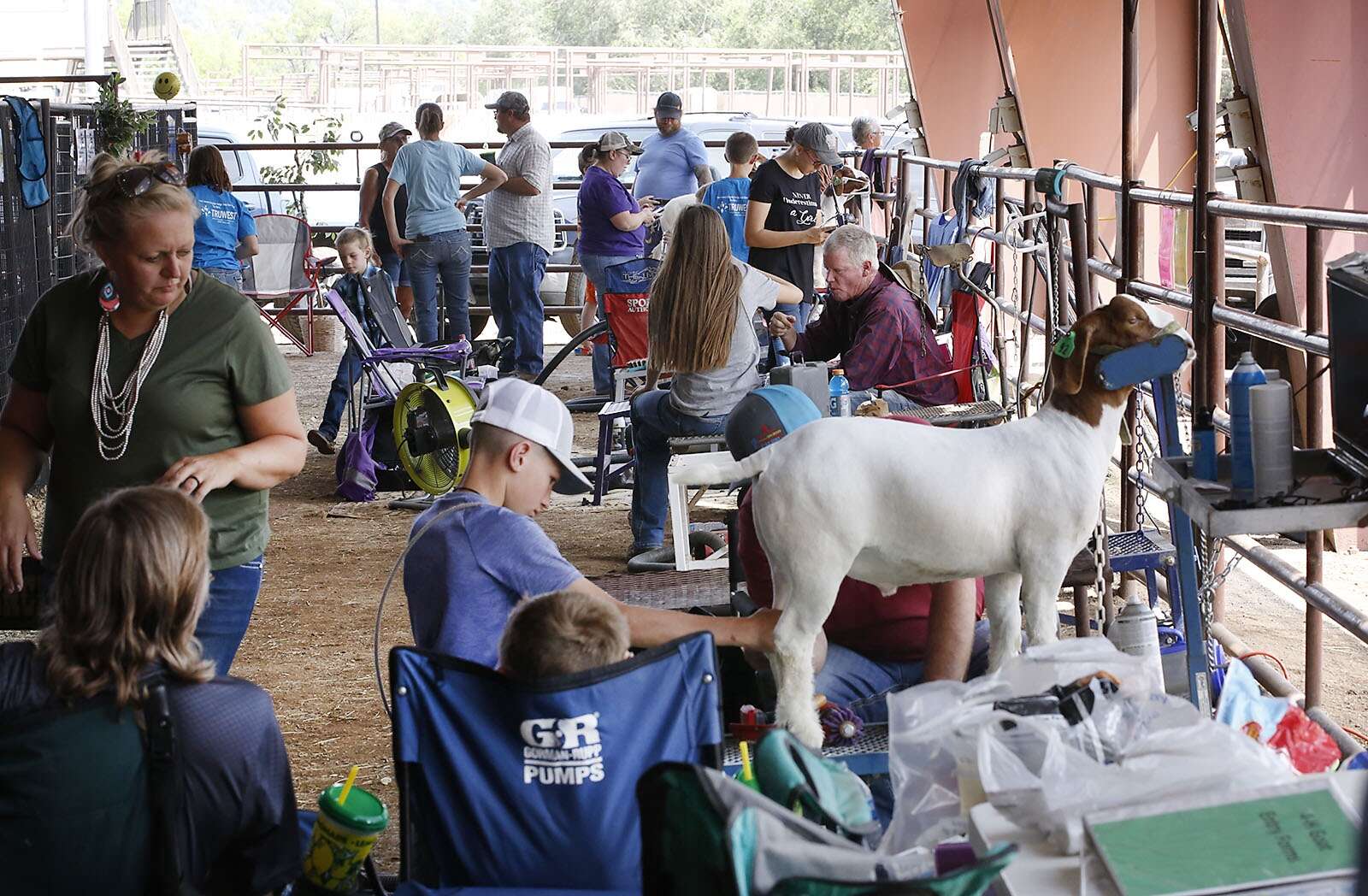 Photos Goats have their day at the La Plata County Fair The Durango