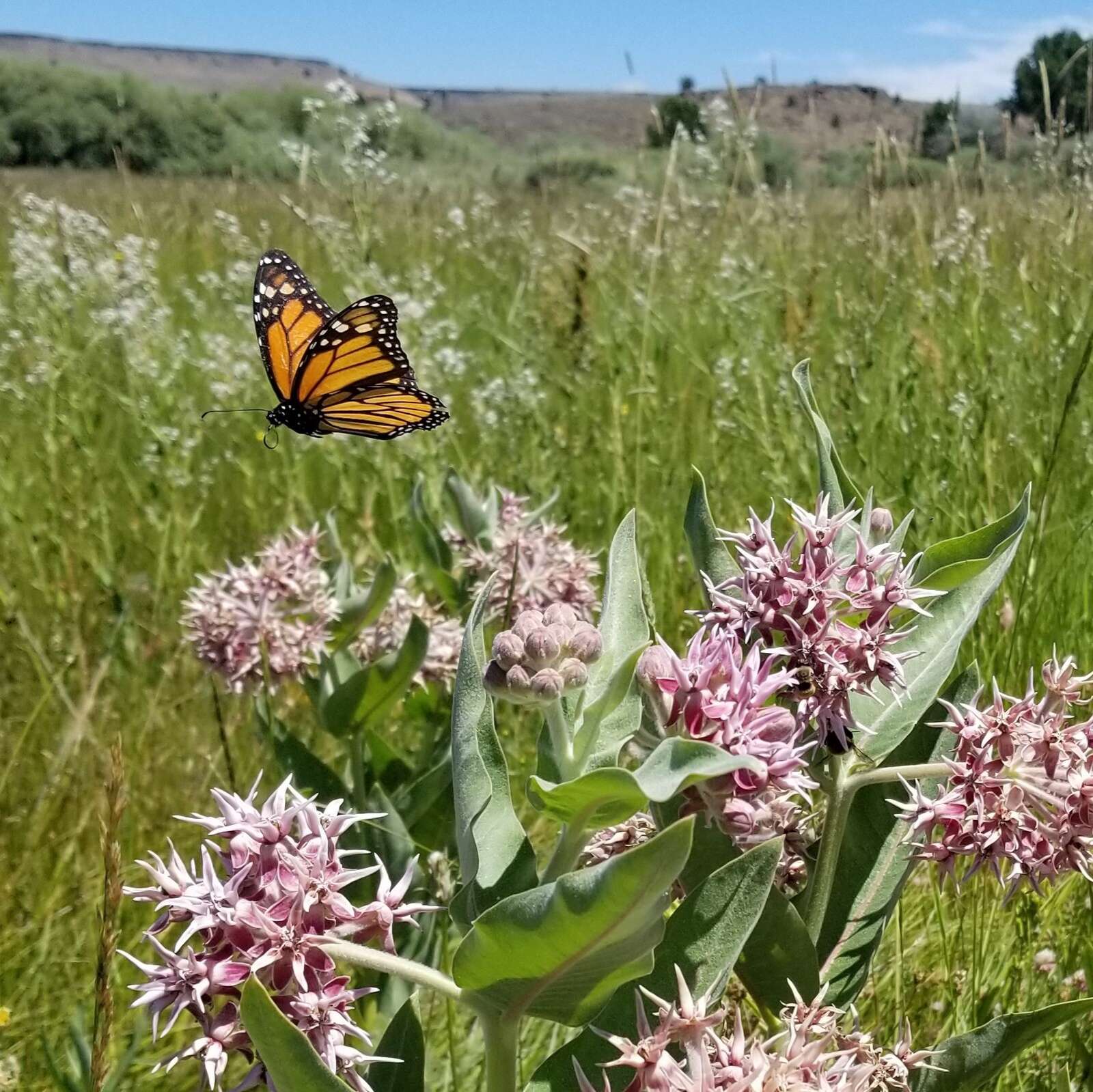 Monarch  Butterfly Conservation