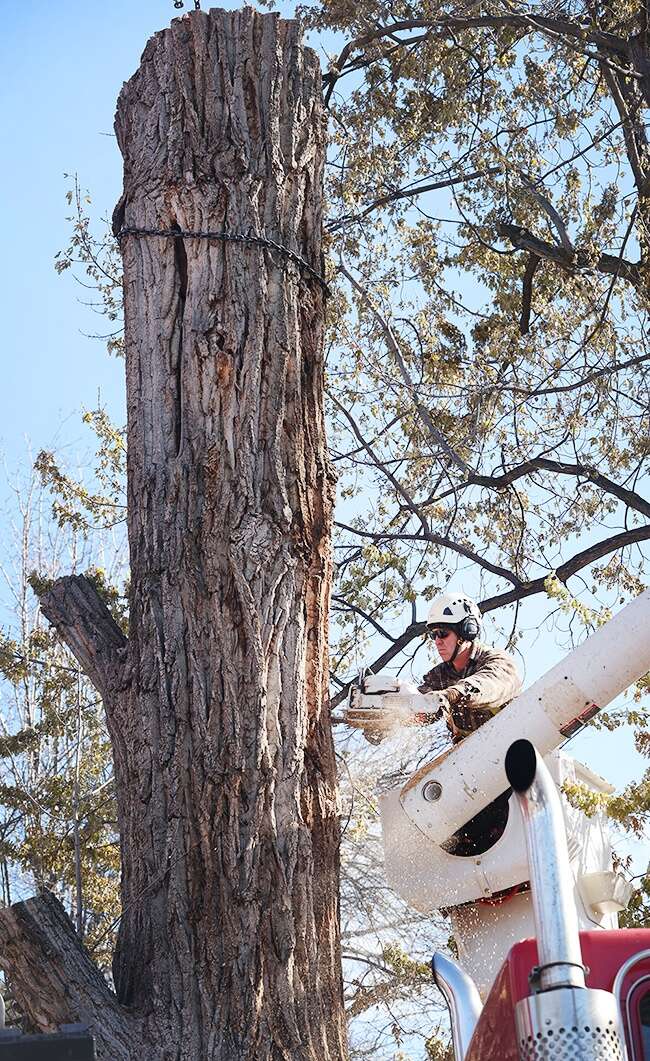 $22 million worth of trees are coming to Colorado – The Durango Herald