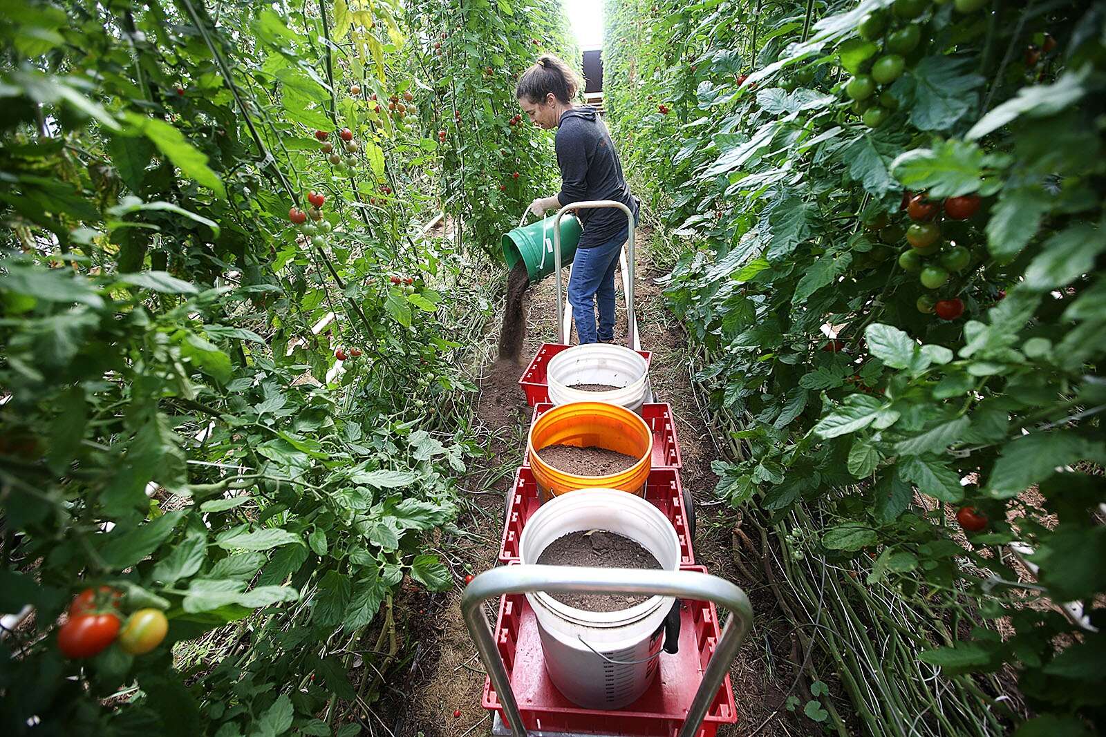 Green Corners Farm