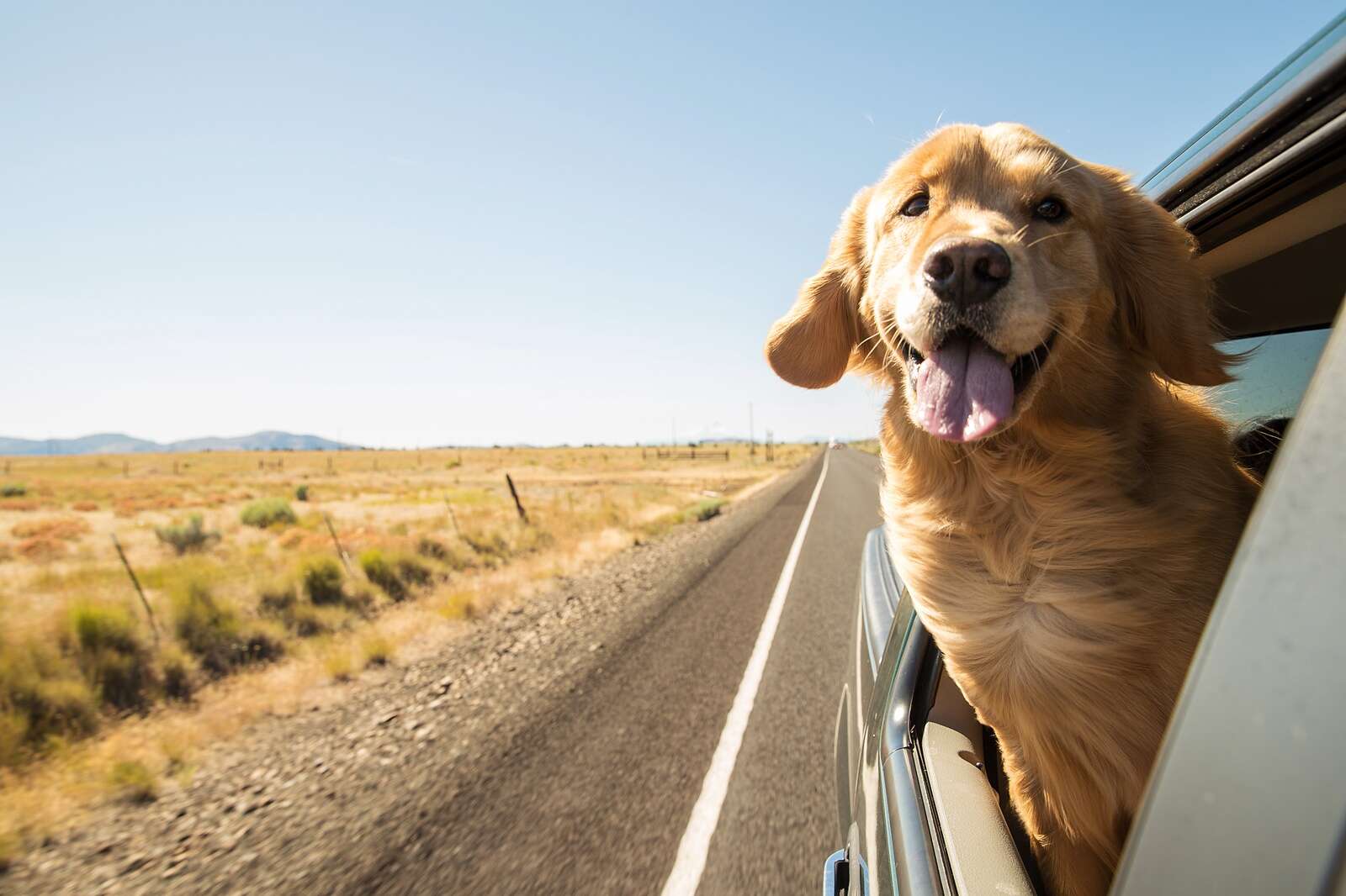 what to give dogs on long road trips