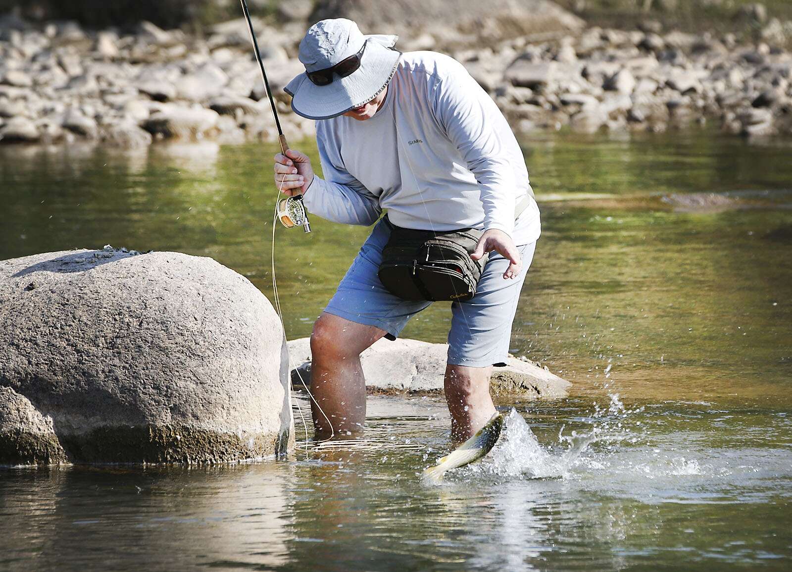 In Colorado's rivers, genetic research helps rainbow trout rebound