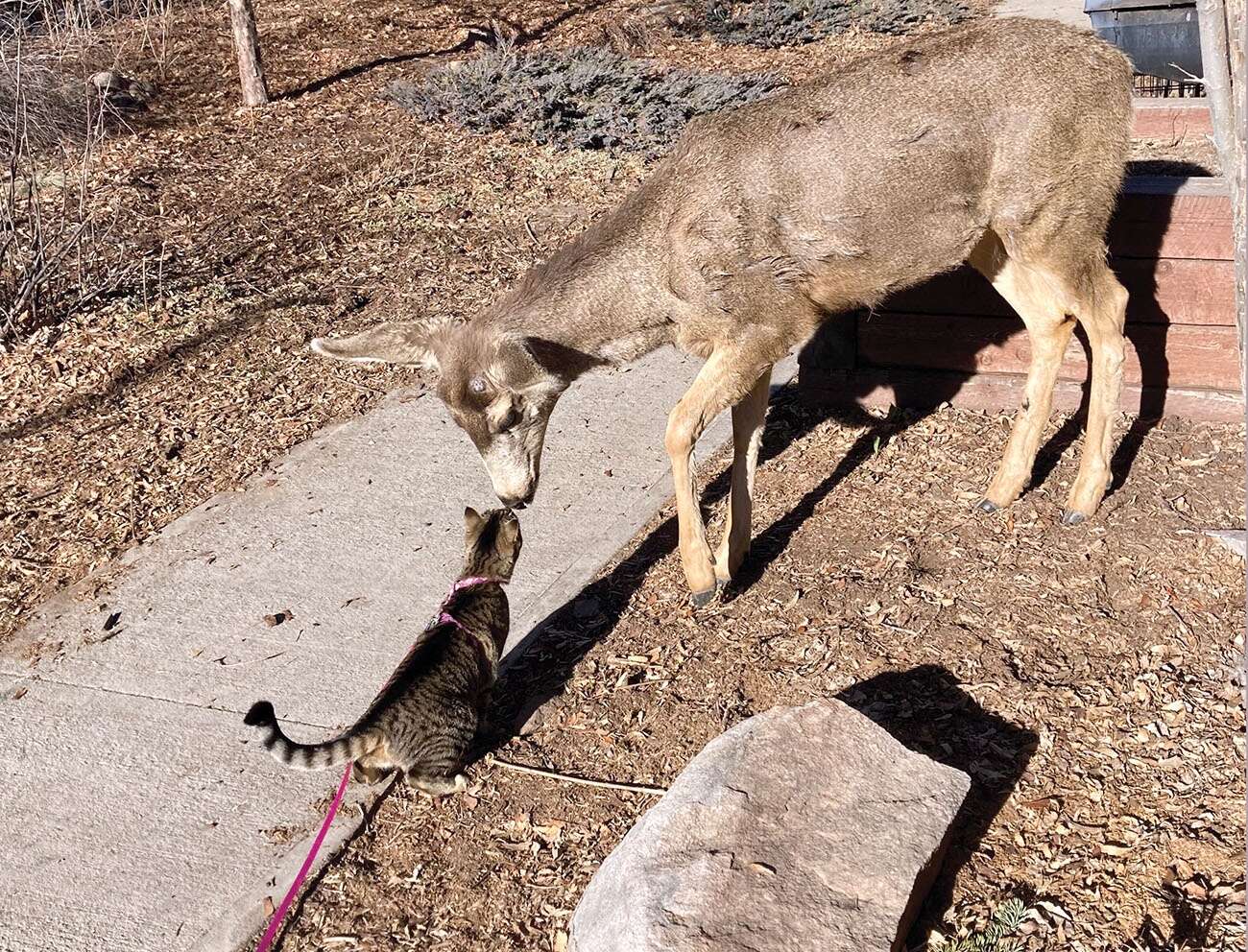 Deer Cat