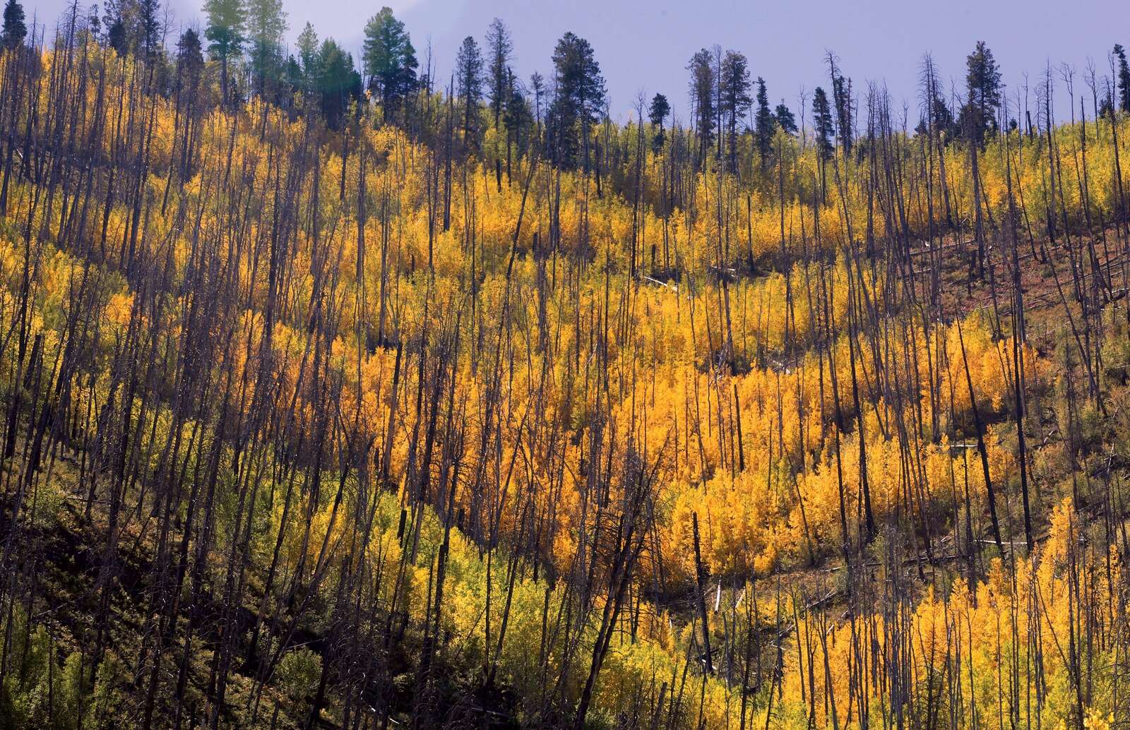 $22 million worth of trees are coming to Colorado – The Durango Herald