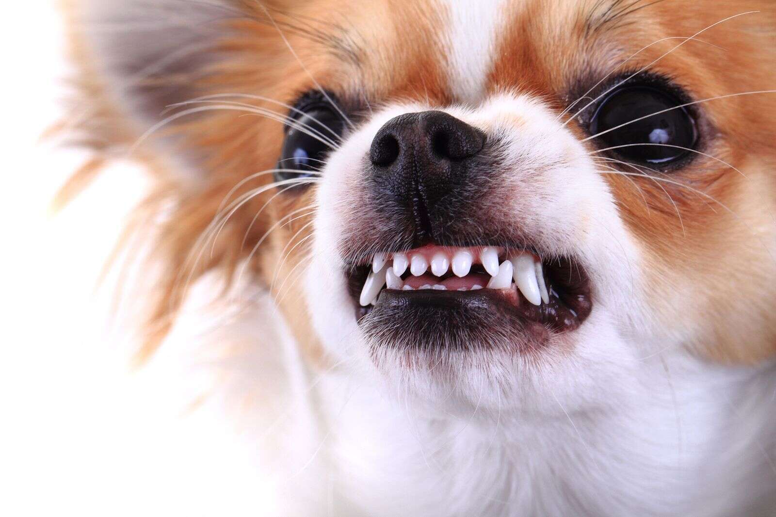 Animal bites from pets increasing in Montezuma County The Journal