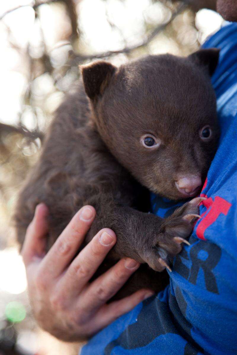 Filmmaker seeking home video of bears – The Durango Herald