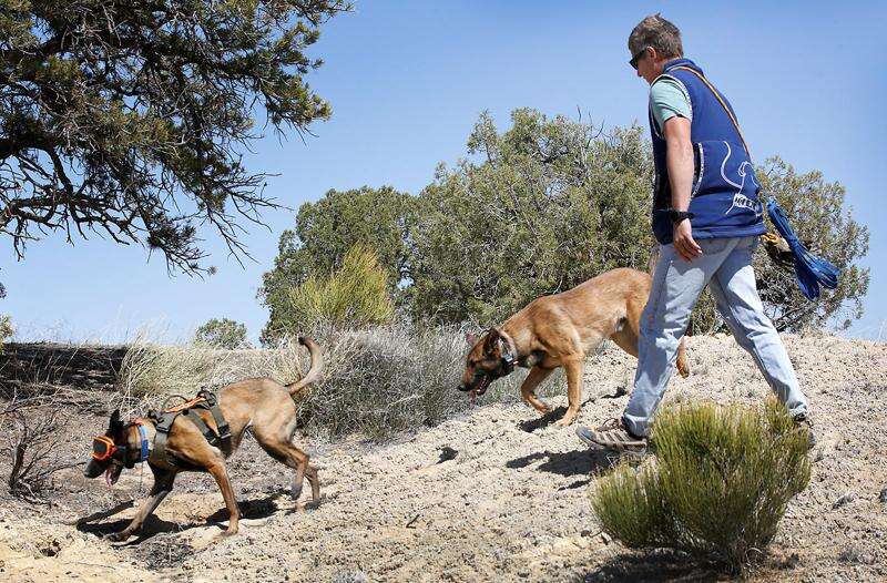 Search dog on hunt for national certification – The Durango Herald