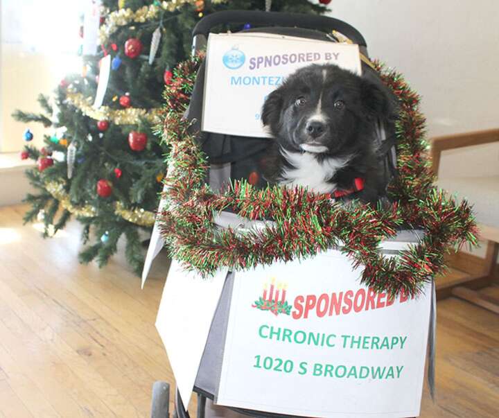 12 Strays of Christmas raises awareness for homeless pets – The Journal