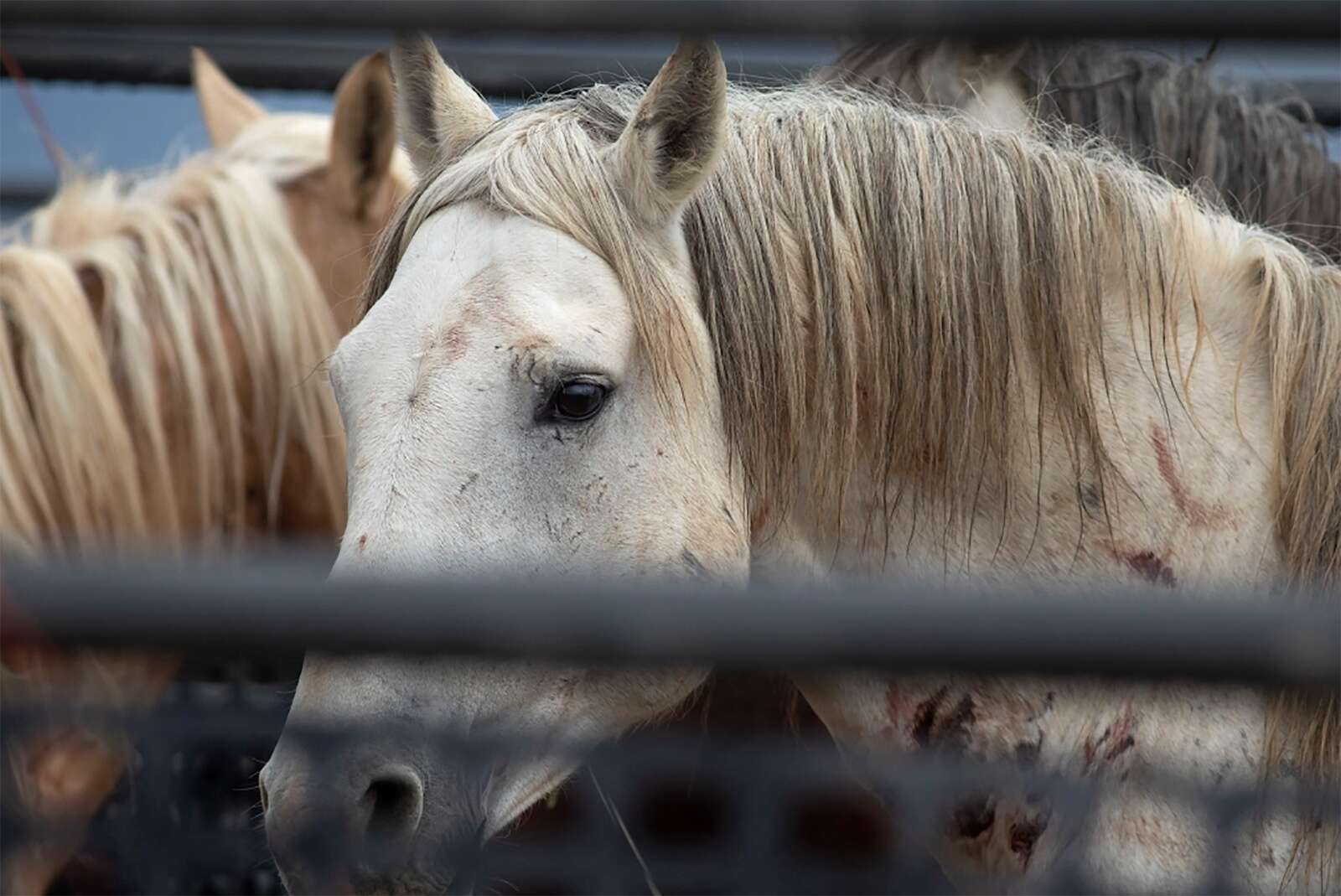 Northwest Colorado wild horse roundup ends with 70% of the herd removed –  The Durango Herald