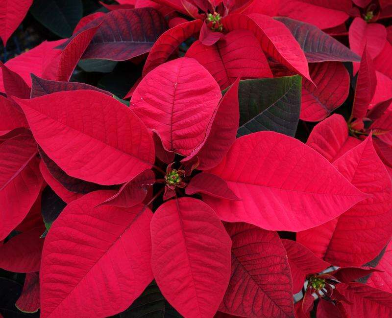 Tri Cities Events Calendar: Things to do in northwestern New Mexico Tri Cities Events Calendar: Things to do in northwestern New Mexico