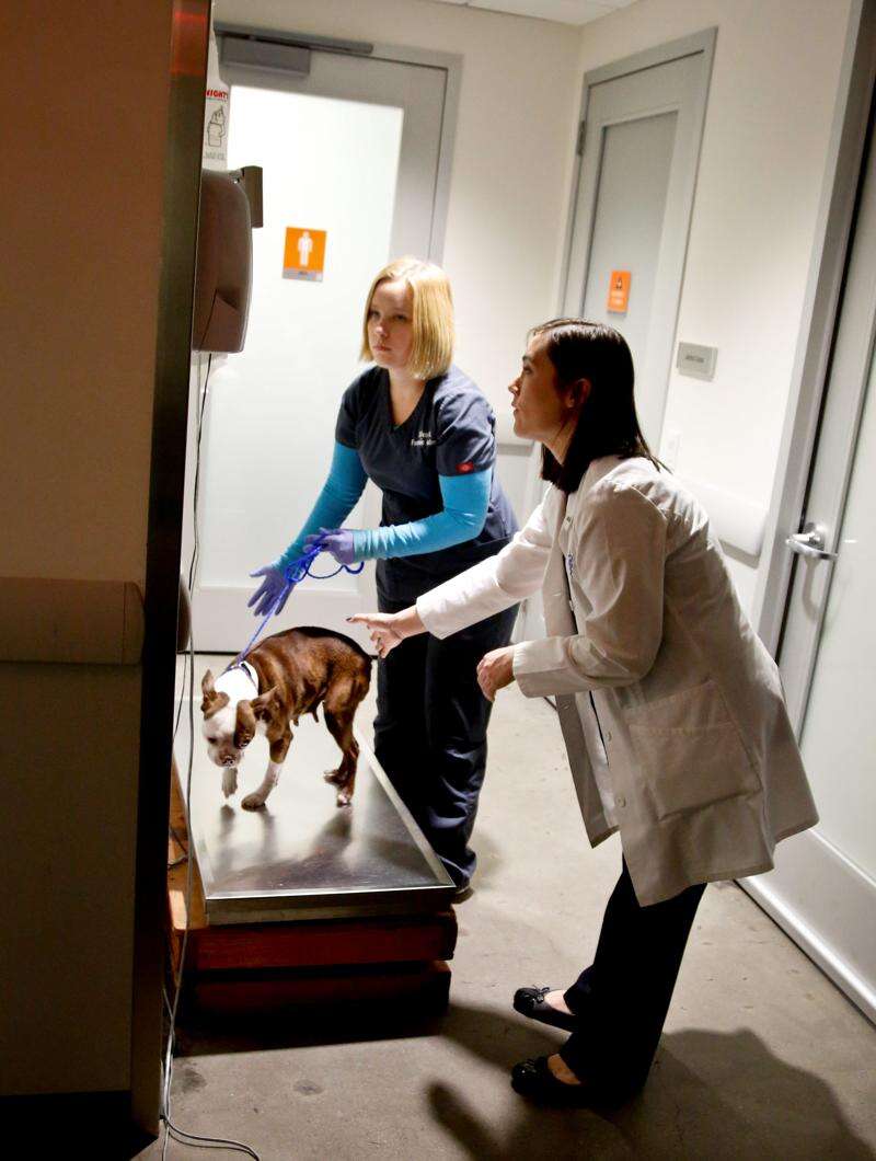 Forensic vets battle pet abuse, neglect – The Durango Herald