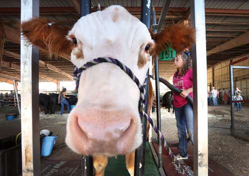 Beef tariffs are on pause for 90 days . How will that affect Colorado agriculture ?