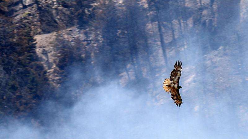 When wildfires rage, where do animals go? – The Durango Herald