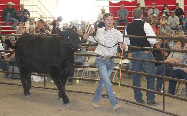 4-H youths thrive at Montezuma County Fair – The Journal 4-H youths thrive at Montezuma County Fair – The Journal
