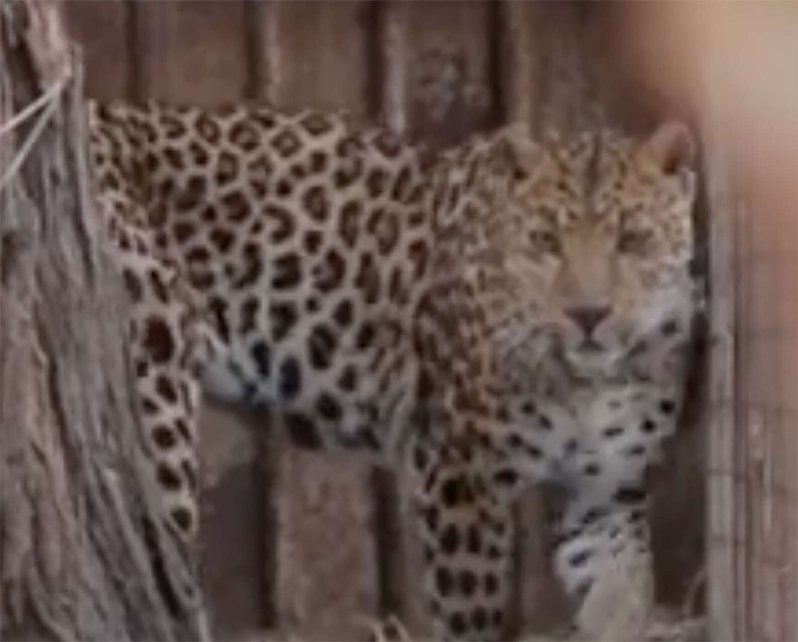 Video: Mariupol zoo animals caught in crossfire – The Journal