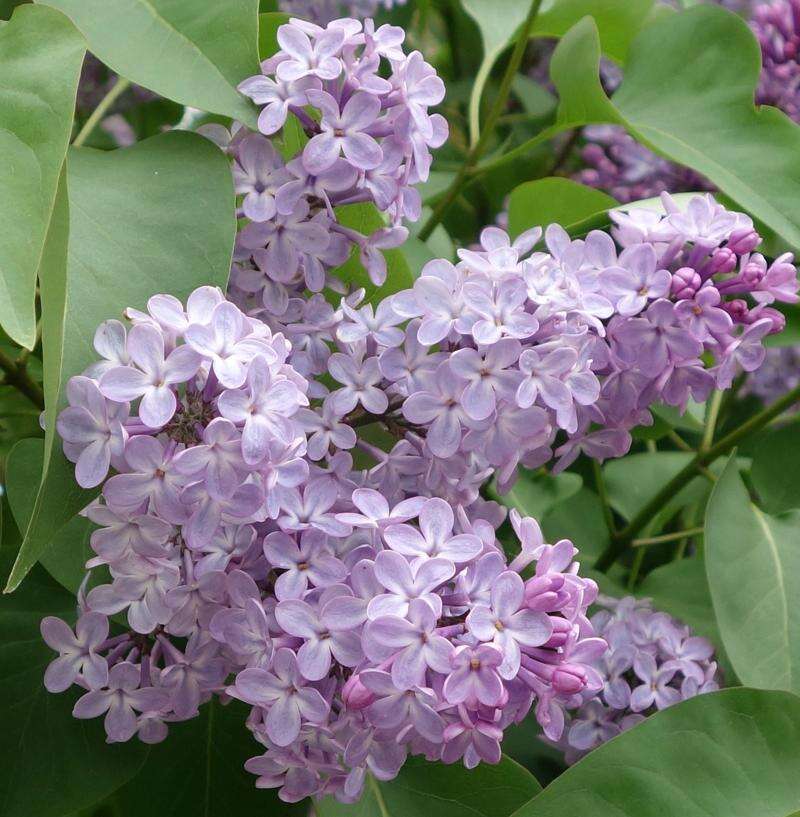 Choose a lilac for your life – The Journal