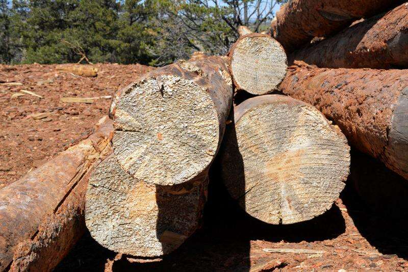 Colorado S Pine Beetle Is Finally Fading What Does That Mean For The Timber Industry Journal