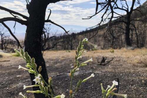 Life gradually returns a year after fire chars Sierra Nevada – The Journal